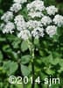 Heracleum maximum 5