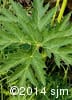 Heracleum maximum 6