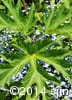 Heracleum maximum 7