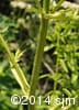 Heracleum maximum 8