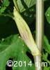 Heracleum maximum 9
