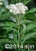 Eutrochium maculatum 10