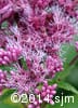 Eutrochium maculatum 8