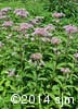 Eutrochium maculatum 9