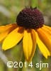 Rudbeckia hirta 10