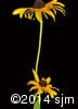Rudbeckia hirta 11