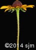 Rudbeckia hirta 12