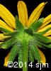 Rudbeckia hirta 14