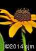 Rudbeckia hirta 15