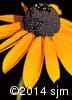 Rudbeckia hirta 16