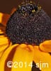 Rudbeckia hirta 17