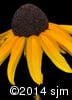 Rudbeckia hirta 18