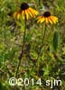 Rudbeckia hirta 3