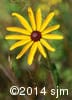 Rudbeckia hirta 8