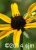 Rudbeckia hirta 9