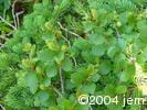 Betula pumila lvs