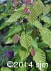 Corylus cornuta 1