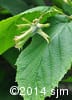 Corylus cornuta 7
