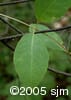 Lonicera hirsuta lvs