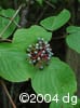 Cornus rugosa frt