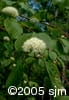 Cornus rugosa inf