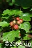 Ribes glandulosum frpl