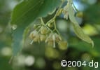 Tilia americana flw