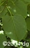 Tilia americana lvs