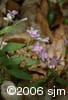 Claytonia caroliniana flpl
