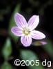 Claytonia caroliniana flw