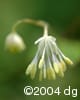 Thalictrum pubescens flm