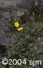 Dasiphora fruticosa flpl