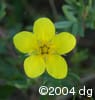 Dasiphora fruticosa flw