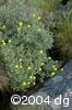 Dasiphora fruticosa hab