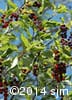 Prunus virginiana 12