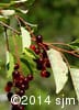 Prunus virginiana 15