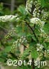 Prunus virginiana 5