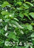 Prunus virginiana 6