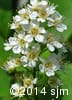 Prunus virginiana 9
