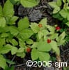 Rubus pubescens frpl