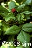 Rubus pubescens frt