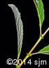 Salix humilis 11