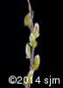 Salix humilis 14