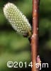 Salix humilis 16
