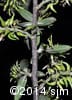 Salix humilis 17