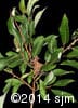 Salix humilis 19