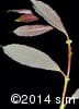 Salix humilis 4