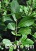 Salix humilis 6