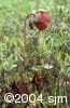 Sarracenia purpurea flpl