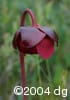Sarracenia purpurea flw
